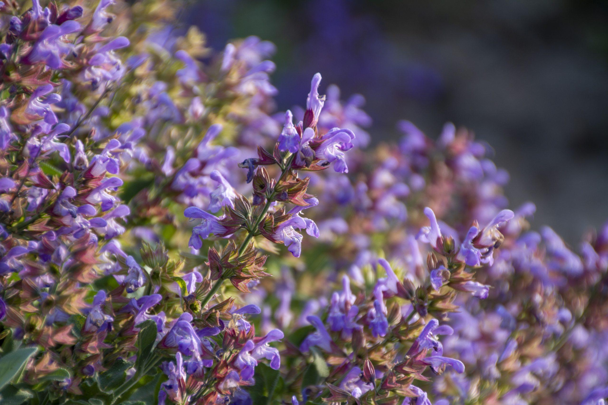 Growing of Sage
