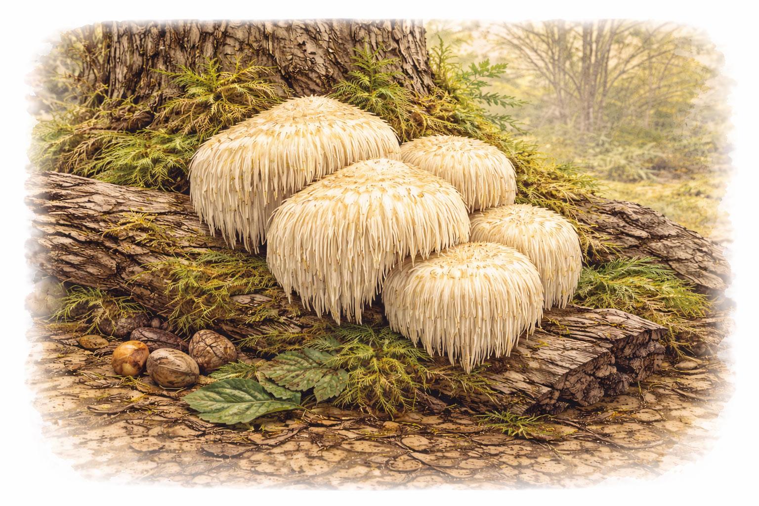 Lion’s Mane – The Smart Mushroom